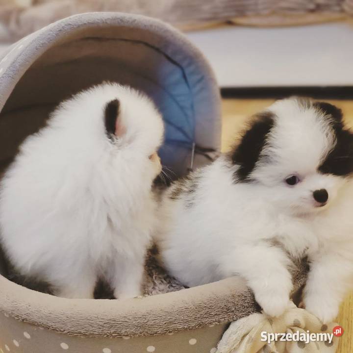 Sliczne Szpic Pomeranian Szczenieta
