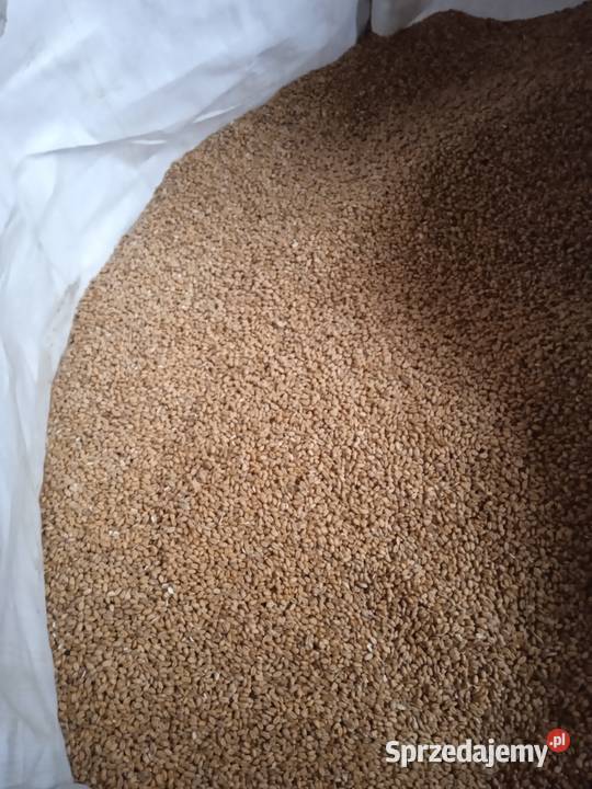 Sprzedam pszenicę Jodłowa
