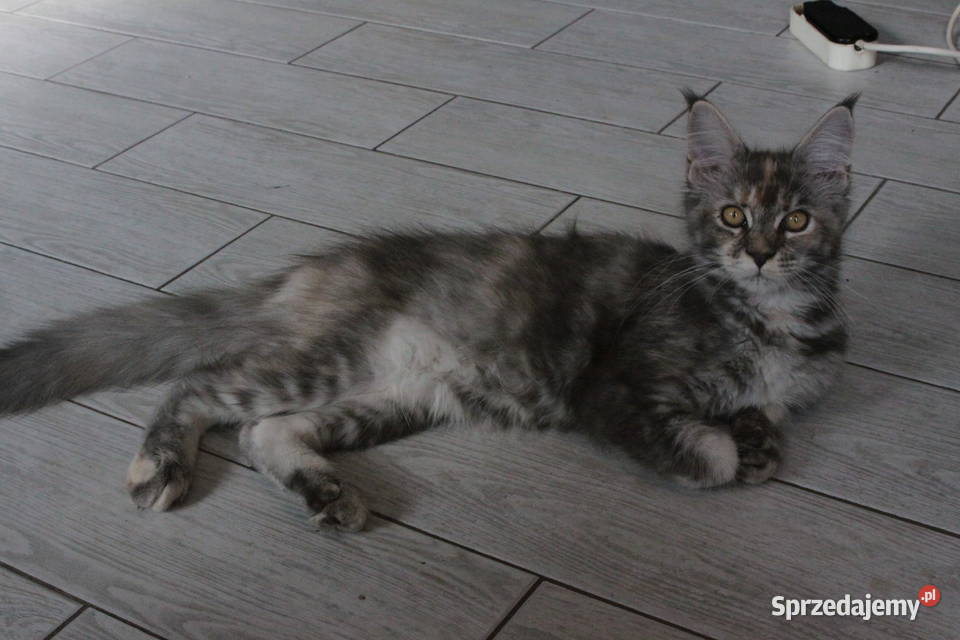 Super Kocięta Maine coon sprzedam sprzedam