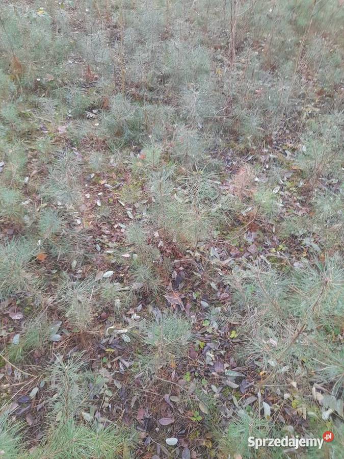 Sadzonki sosny dąb Konin