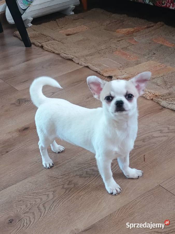 Chihuahua słodki piesek łódzkie Łękińsko