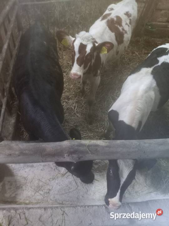 Sprzedam byczki Ostrów Wielkopolski
