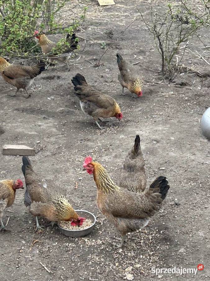 Zielononóżka kuropatwiana przydomowa hodowla sprzedam