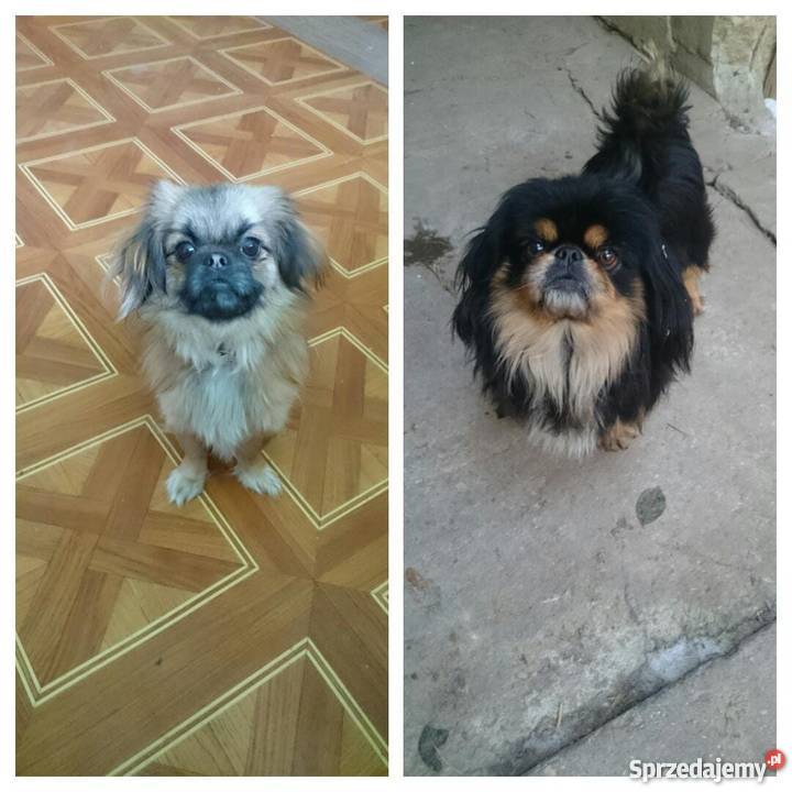 Oddam pekińczyk w ręce Husów