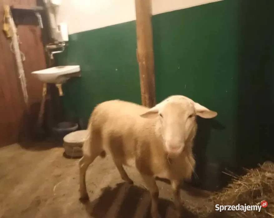 Baran tryk Nolan nolana Stary Sącz sprzedam