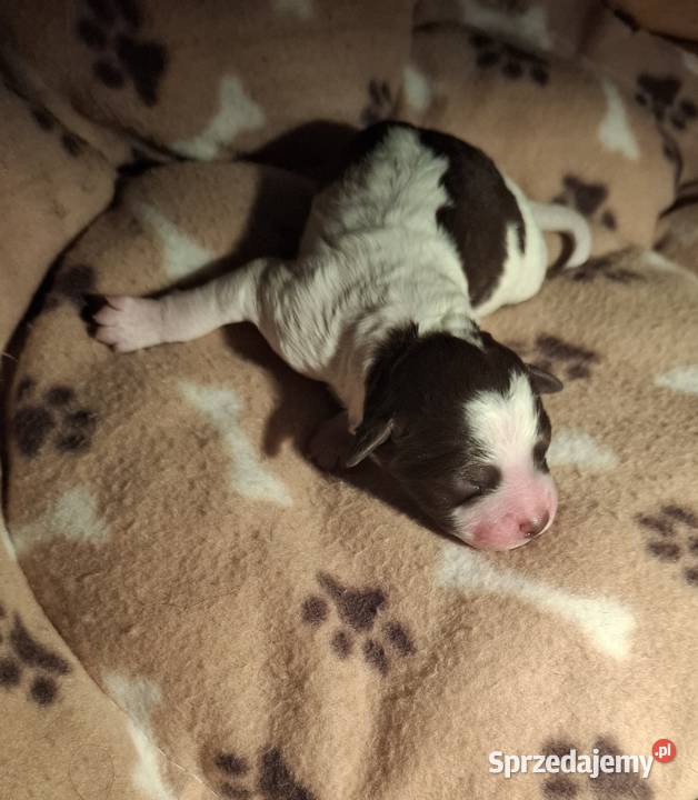 Lagotto romagnolo suczki i piesek metryka zkwp Pozostałe Pozostałe Sierpc