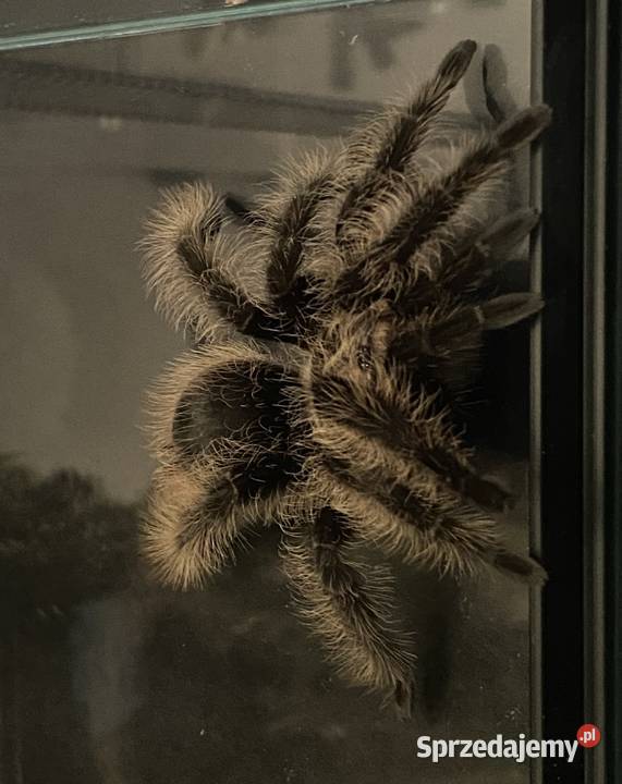 ptasznik z terrarium Katowice sprzedam