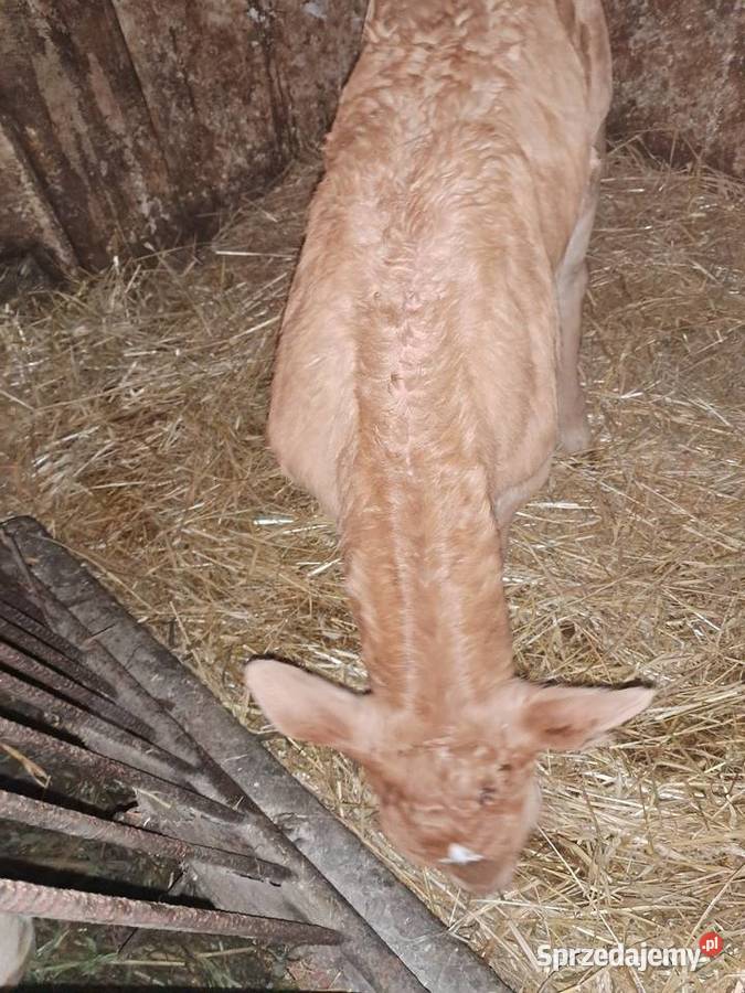 Byczek mięsny świętokrzyskie Jędrzejów