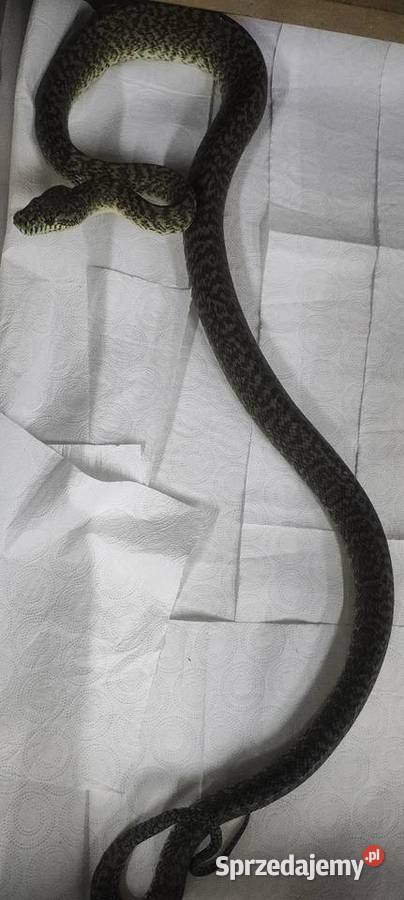 Morelia spilota granit dorosły samiec opolskie Karłowice