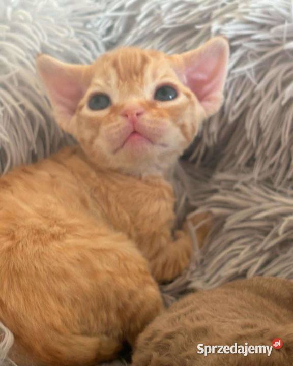 kocurek Devon Rex Rudy Wrocław