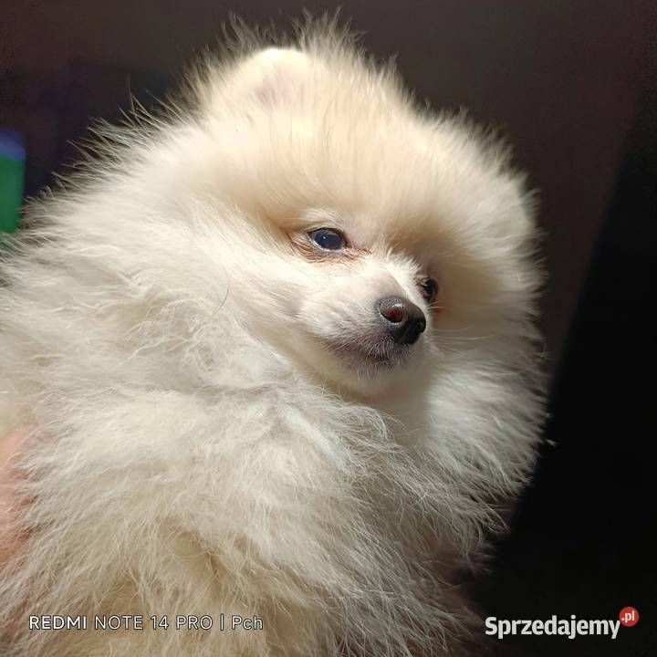 Szpic miniaturowy Przepiękny maluchr Warszawa
