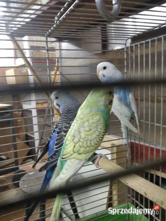 Papugi faliste akeksandretty śląskie Rybnik