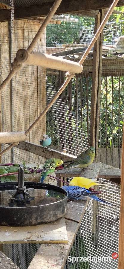 Swiergotki faliste aleksandretty lubelskie Motycz sprzedam