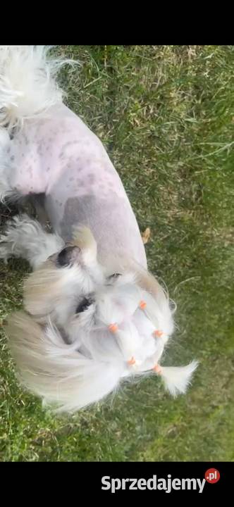 Sprzedam Maltańczyka pies Gdańsk