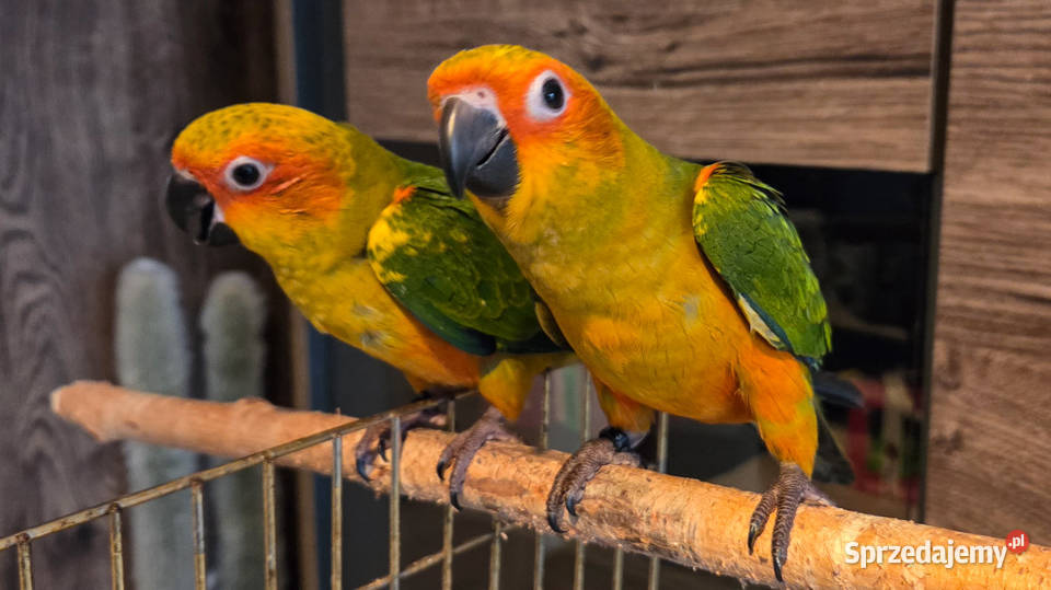 Konura słoneczna konury słoneczne