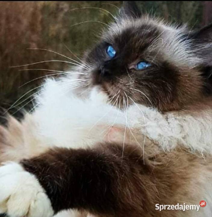 Piękne kocięta Ragdoll z rodowodem i wyprawką Łódź