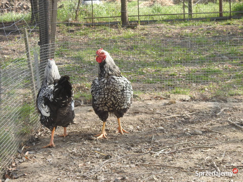 Młode koguty Wyandotte srebrnołuskowana podkarpackie Smarżowa