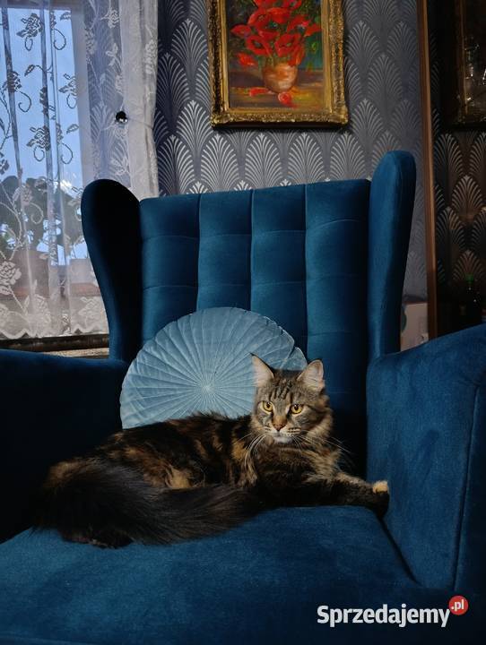 Koteczka Maine Coon Krasnystaw