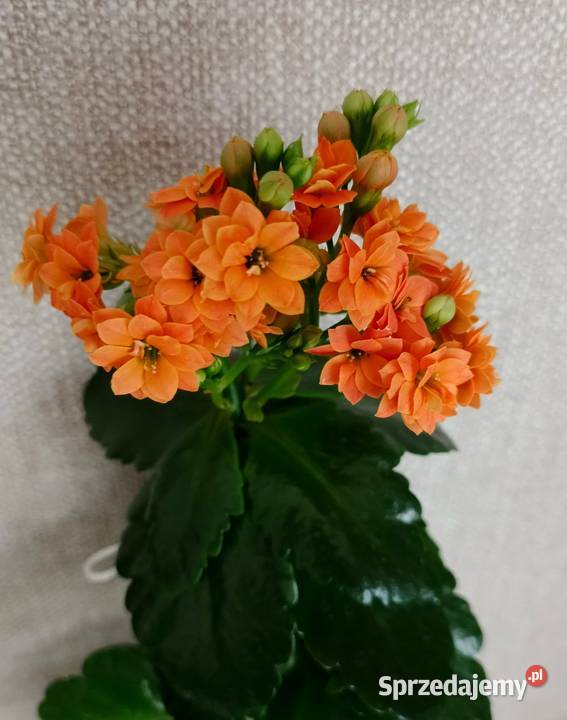 Roślina doniczkowa kalanchoe łódzkie Łódź
