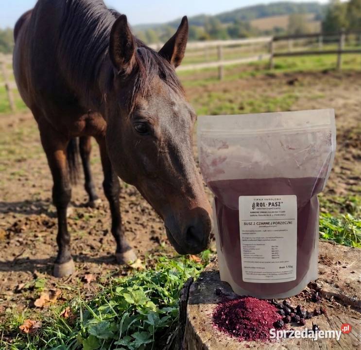 Susz z czarnej porzeczki dla koni 1,5kg