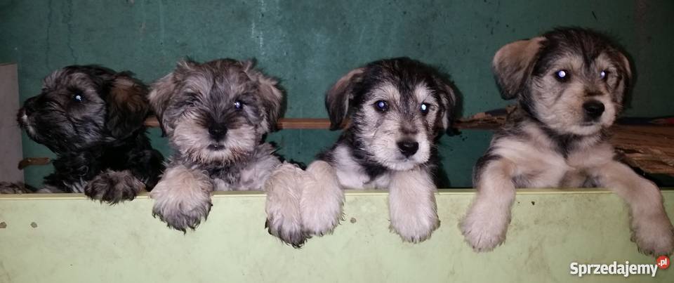 Sznaucer Amerykański Miniatura Gdańsk