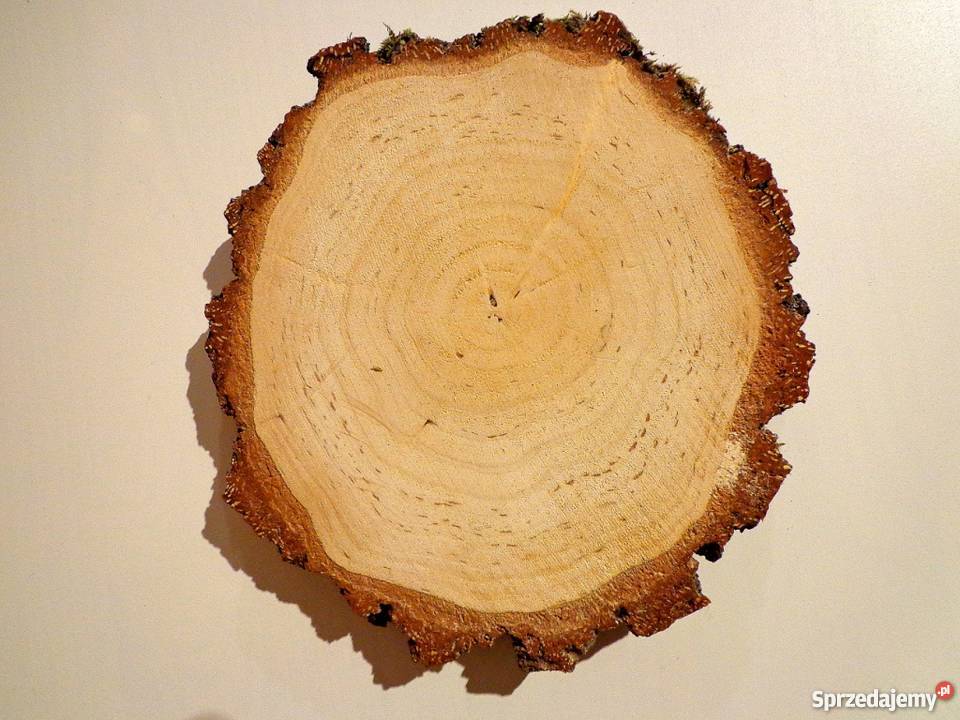 Plastry drewniane krążki brzoza 2022 szlifowane Rybnik