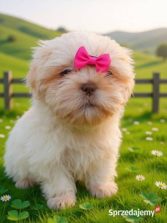Piękna biała suczka rasy ShihTzu szuka domku Shih Tzu Namysłów