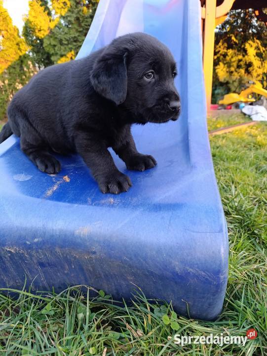 Pieski i suczki Labradora Retriever czarnego małopolskie