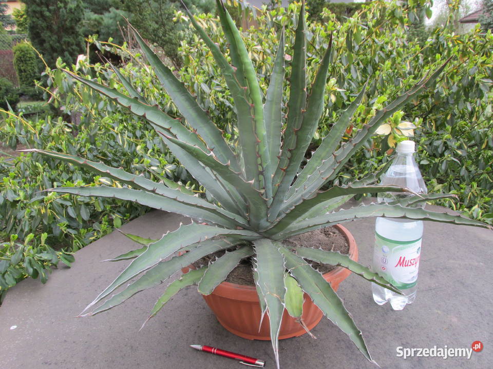 Odhodowana ponad 10 letnia agawa agave