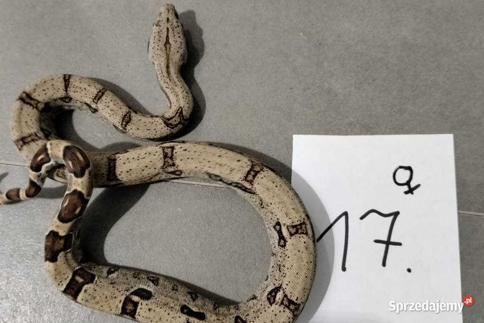 Boa cesarskie cb26 samice Połomia sprzedam