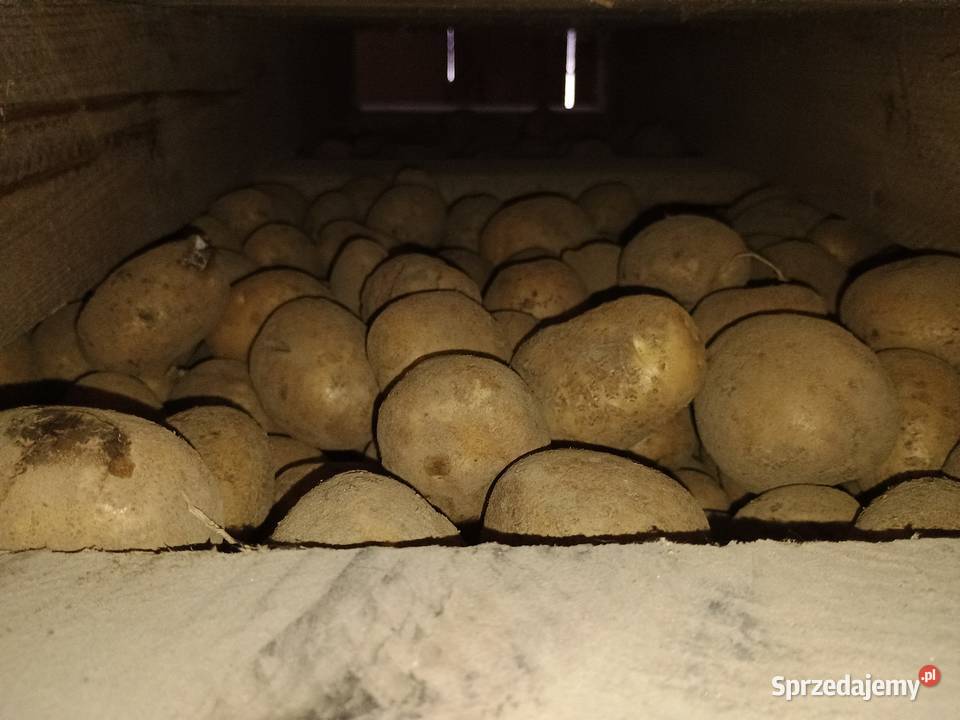 Ziemniaki sadzeniaki skrobiowe Eurostarch klB Łuków