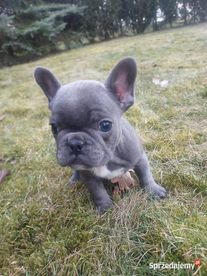 Buldog francusk przesliczna suczka blue gotowa Buldog Szprotawa
