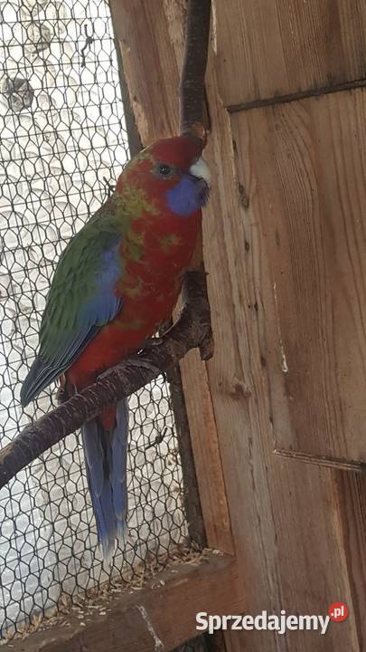 Rozella Królewska Kostrzyn nad Odrą sprzedam