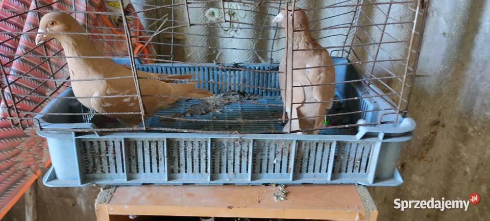 Golembie mulemansy żółte Tokarówka