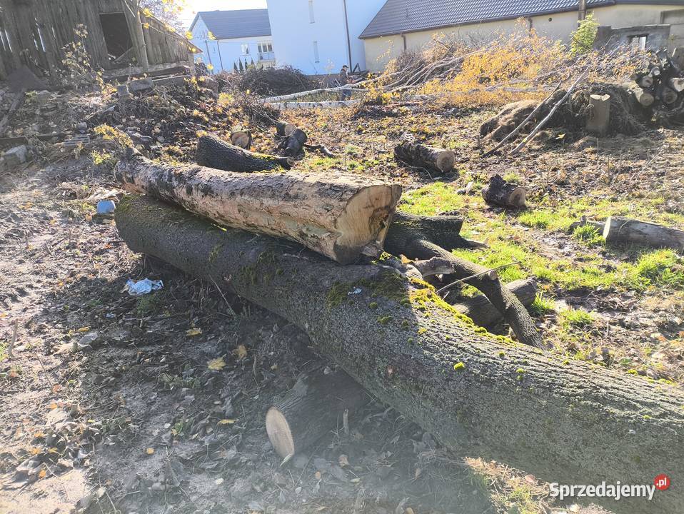 Sprzedam jesion klon w kłodach Kielce