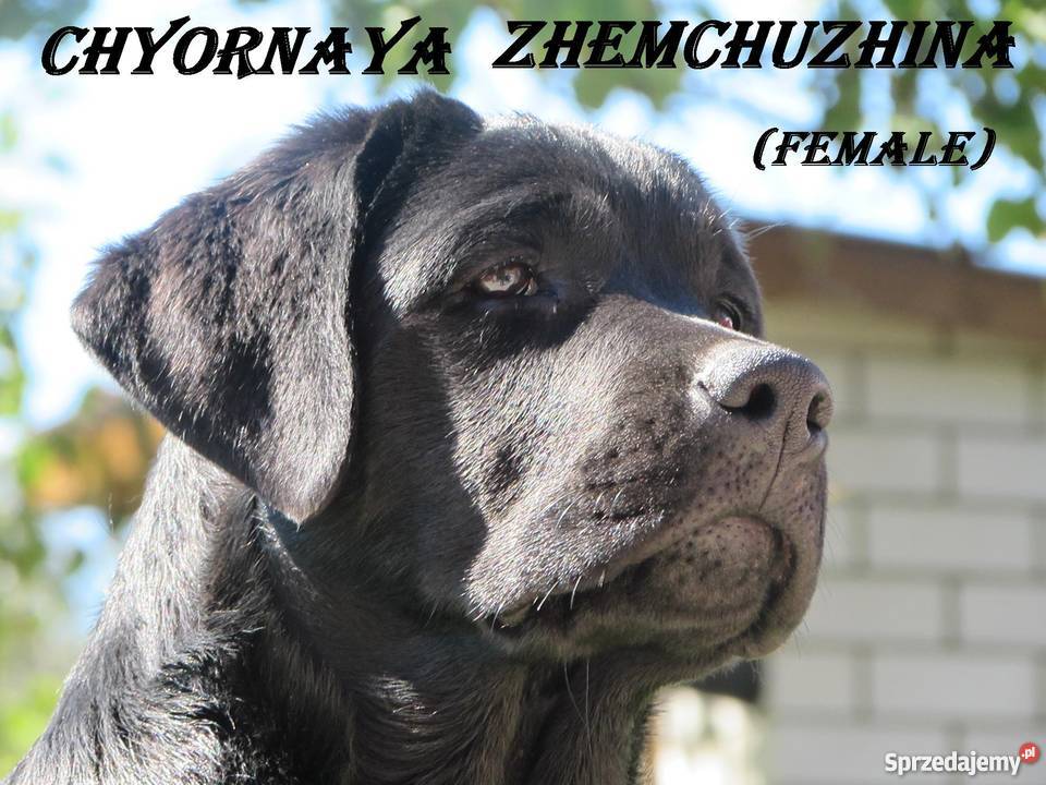 Sprzedawane szczenięta labrador rodzicówmistrzów Zwierzęta Lublin