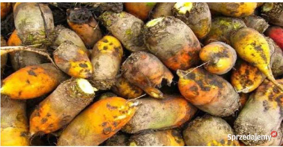 buraki pastewne Kętrzyn sprzedam