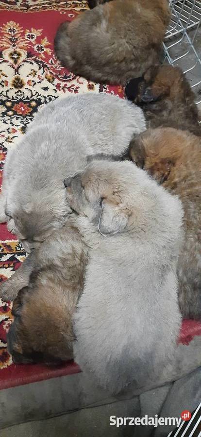 Mastif Tybetański błękitny szczeniak sprzedam