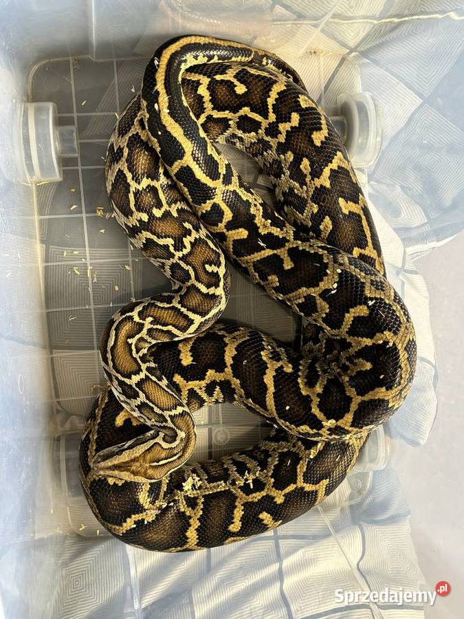 Pyton birmański tygrysi samiec classic het Spytkowice sprzedam
