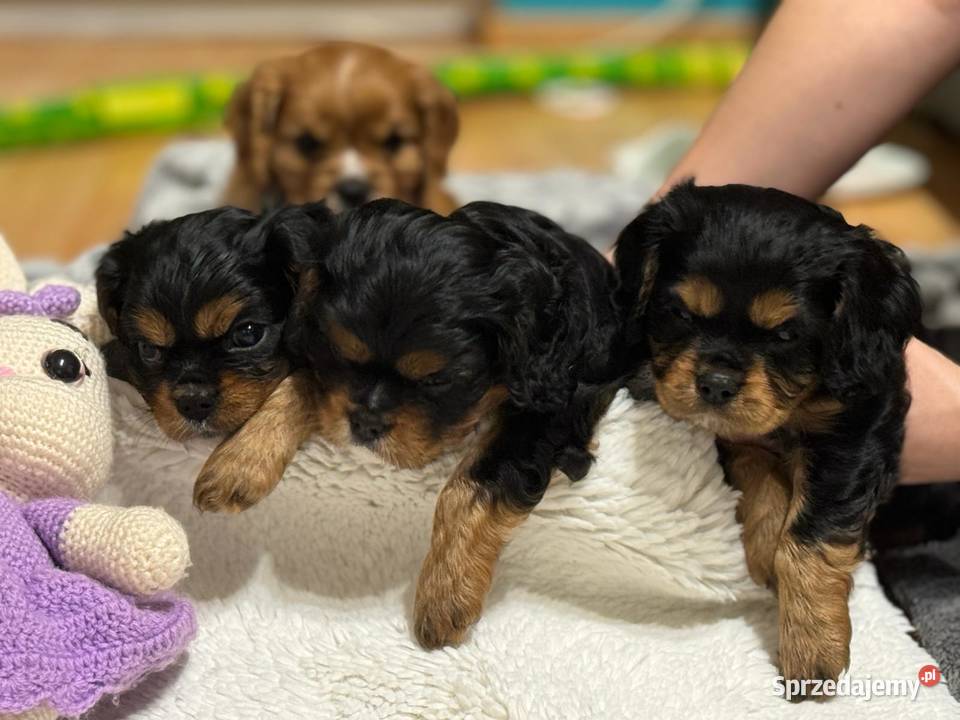 Cavalier King Charles Spaniel Cavalier King Charles Spaniel mazowieckie Siedlce