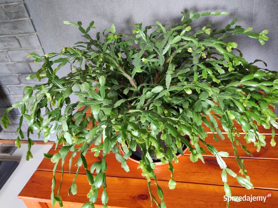 Kwiaty doniczkowe Ogród Łódź