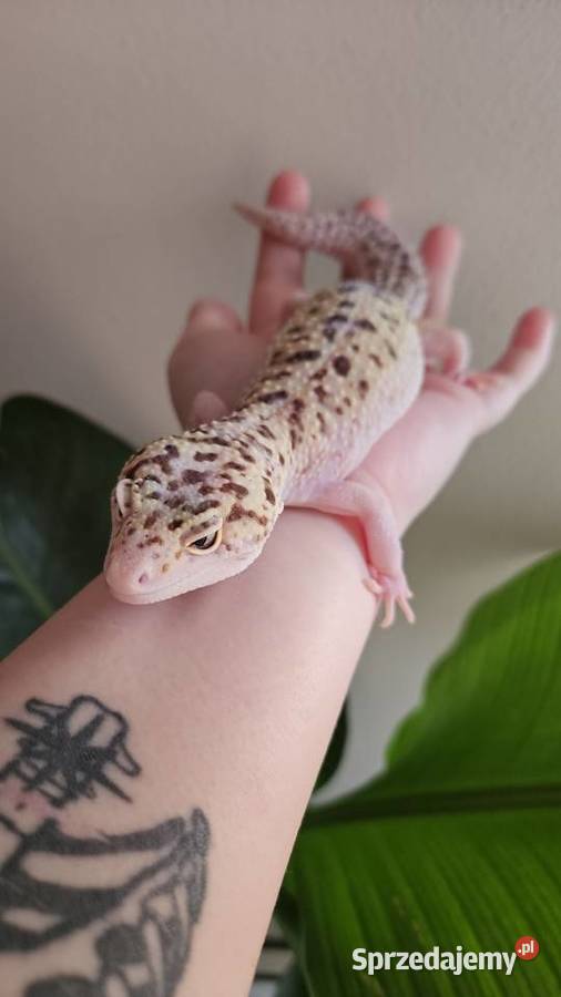 Gekon lamparci samica dolnośląskie Wrocław