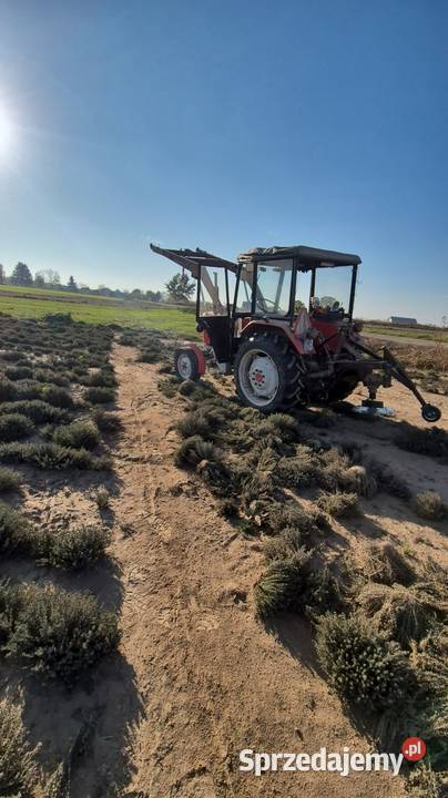Kosiarka do ziół tymianek Stężyca-Kolonia