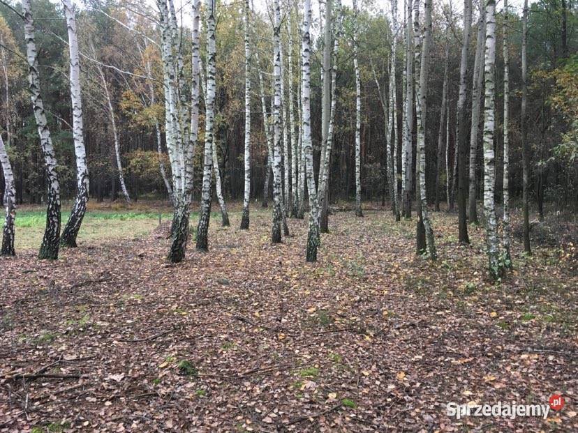 Piękna działka z częścią zalesioną Ogrodzona Samogoszcz