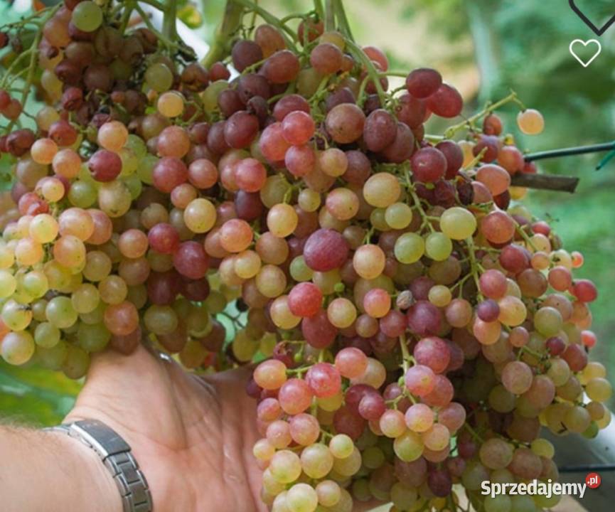 Winogron Sadzonki bezpestkowych winorośli lubelskie Świdnik