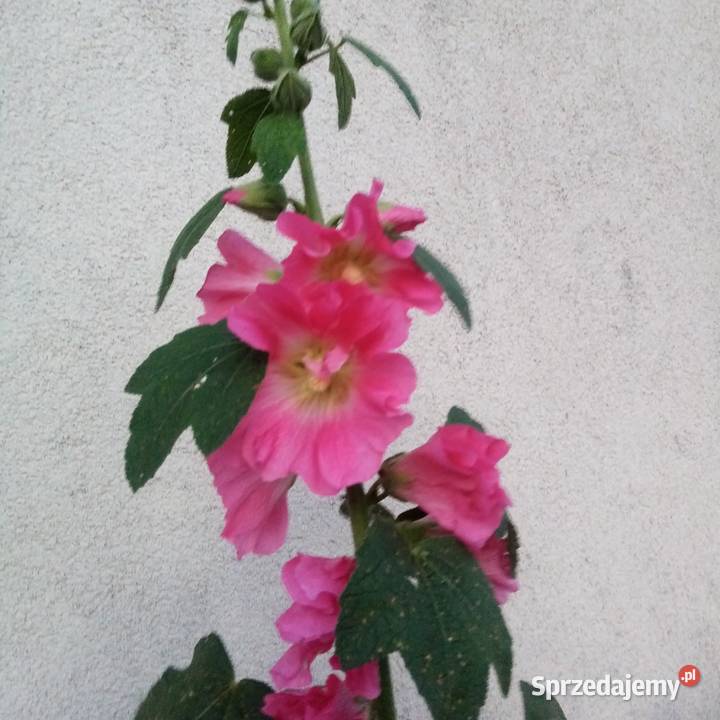 Malwa kosmos bluszczyk krokosmi ślaz 3st Nowy Dwór Wejherowski