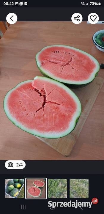 Arbuzy własna plantacja lubelskie Trębaczów