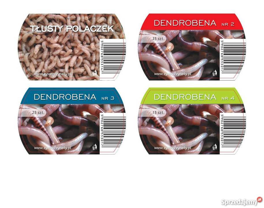 Robaki fifis rosówka pinka kukurydza robak biały zachodniopomorskie Białogard