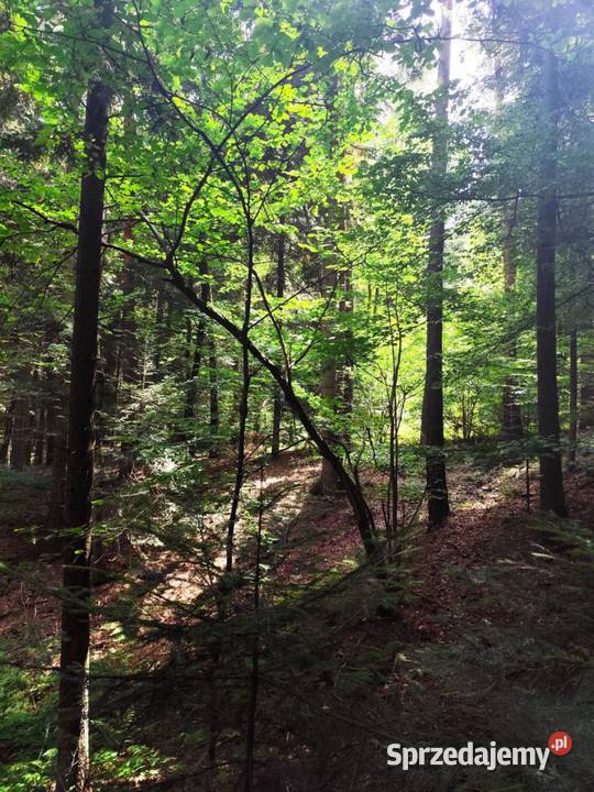Las w miejscowości Swiecany 16200m2 podkarpackie Święcany