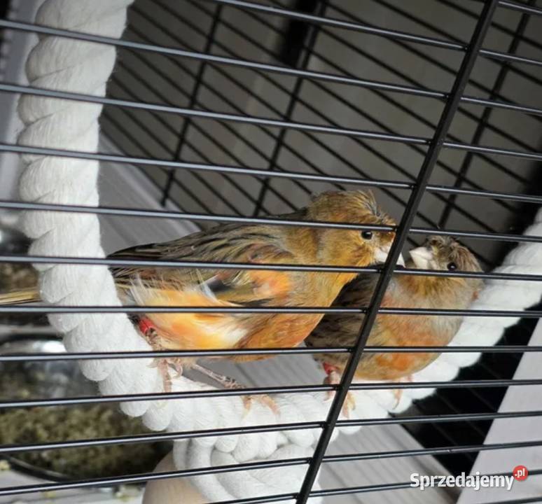 Kanarki śpiewające czerwone z koroną podkarpackie Jasło